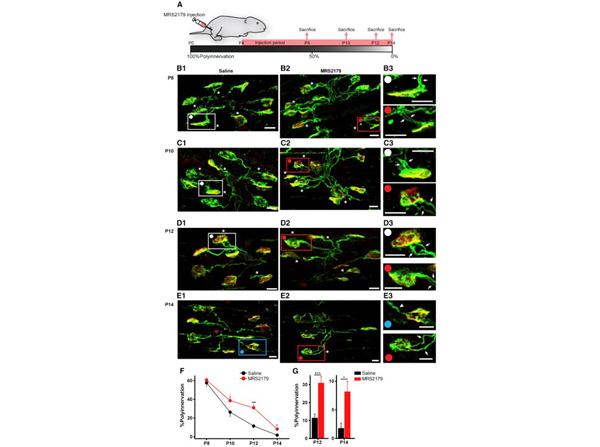 Immunofluorescence using NFM