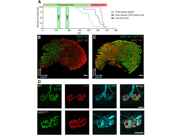 Immunofluorescence using NFM