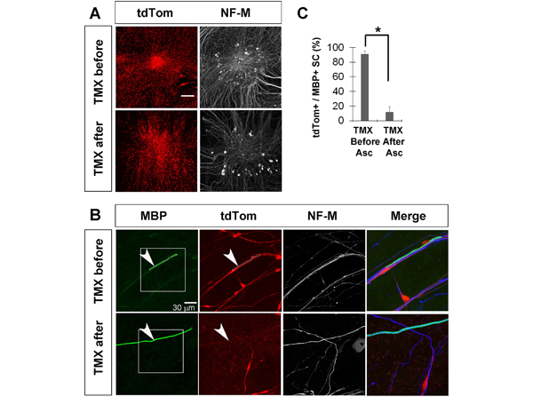 Immunofluorescence using NFM