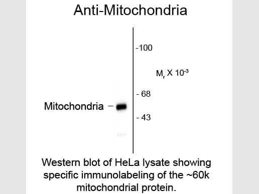 Western blot of Anti-Mitochondria (Mouse) Antibody - 209-301-D79
