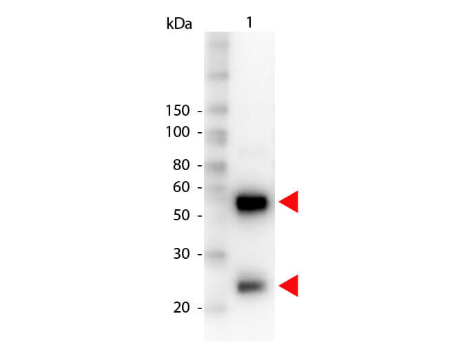 Swine IgG (H&L) Antibody Peroxidase Conjugated