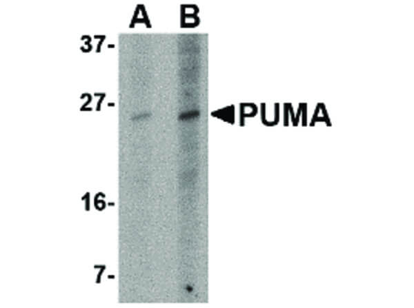 Western Blot of PUMA Antibody