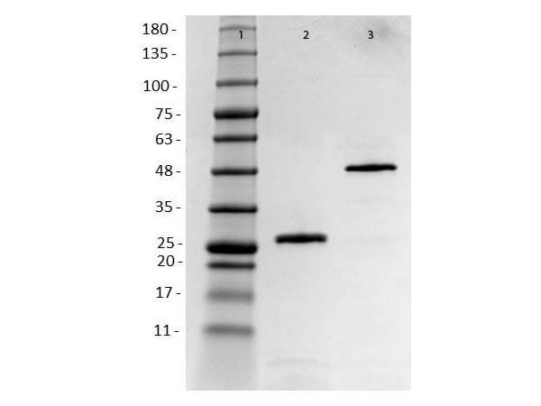 SDS-PAGE of Humanized Recombinant Anti-human HER2 Fab fragment Antibody