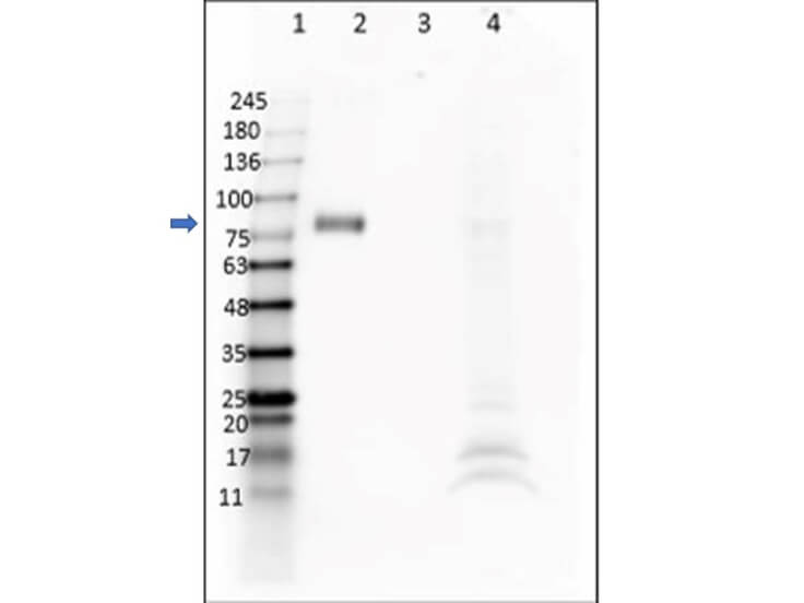Western Blot of Anti-DIG (VHH) Single Domain Antibody