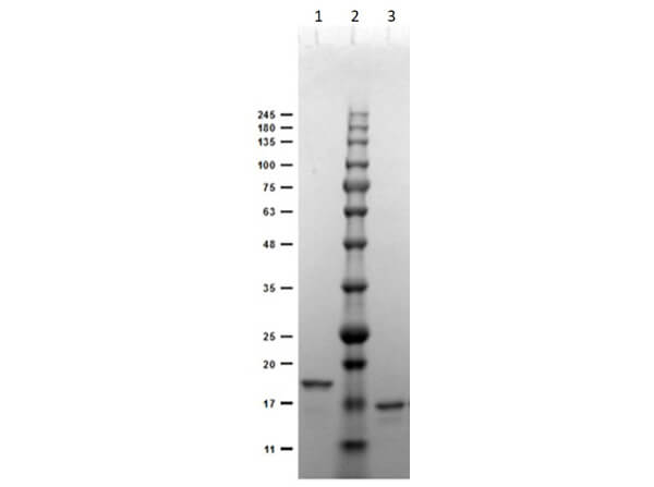 SDS-PAGE of Recombinant Anti-DIG (VHH) Single Domain Antibody