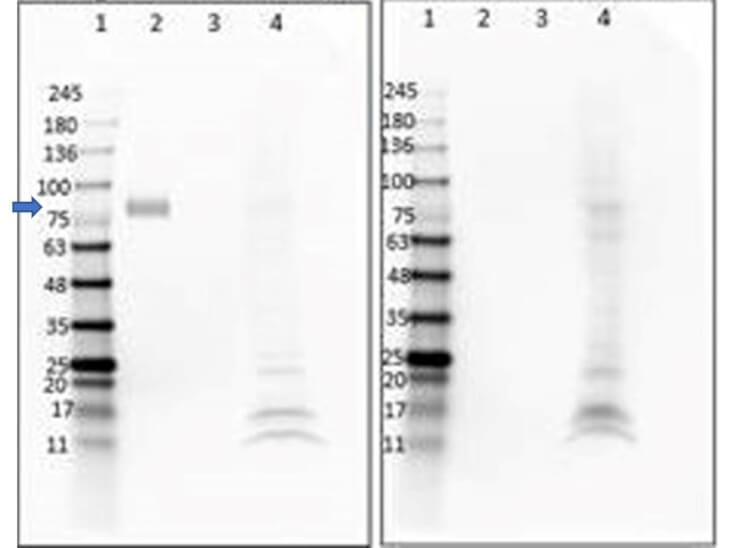 Western Blot of Anti-DIG (VHH) Single Domain Antibody