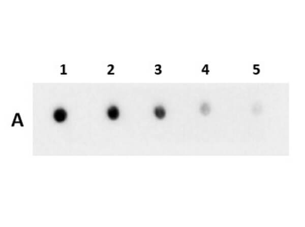 Dot Blot of Anti-GST (VHH) Single Domain Antibody