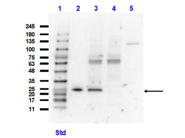 Western Blot of Anti-GST (VHH) Single Domain Antibody