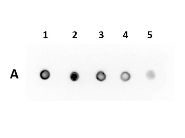Dot Blot of Anti-RFP (VhH) Single Domain Antibody