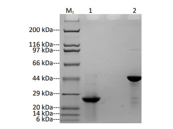 SDS-PAGE Results of Humanized Recombinant Anti-Human CTLA4 Fab Fragment Antibody