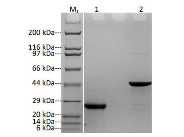 SDS-PAGE Results of Humanized Recombinant Anti-Human CD20 Fab Fragment Antibody