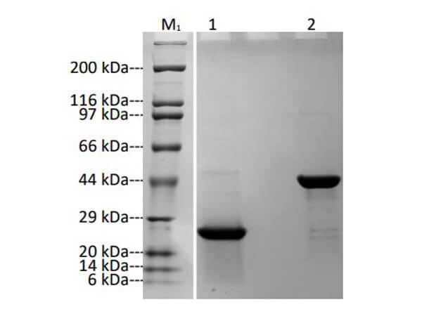 SDS-PAGE Results of Humanized Recombinant Anti-Human TNFα Fab Fragment Antibody
