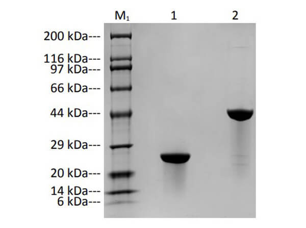 SDS-PAGE Results of Humanized Recombinant Anti-Human VEGF-A Fab Fragment Antibody