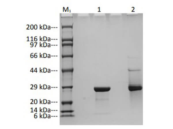 SDS-PAGE Results of Humanized Recombinant Anti-Human VEGF scFv Antibody