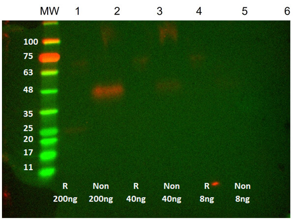 Western Blot of Humanized Recombinant Anti-human VEGF RTH258 ScFv Fragment Antibody