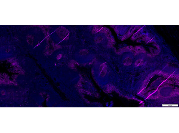Immunofluorescence of scFv fragment Anti-CD45 Antibody