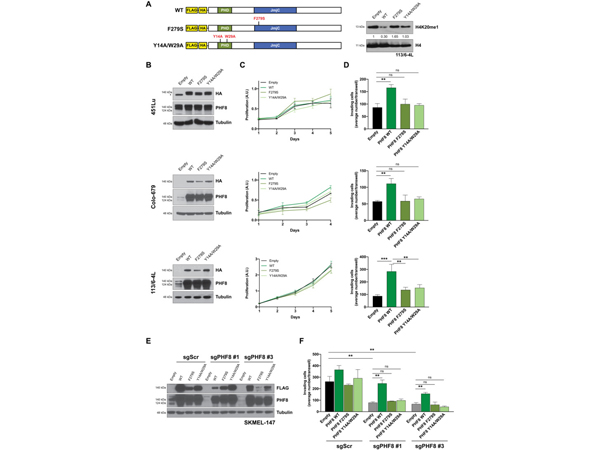 Western Blot using 451Lu