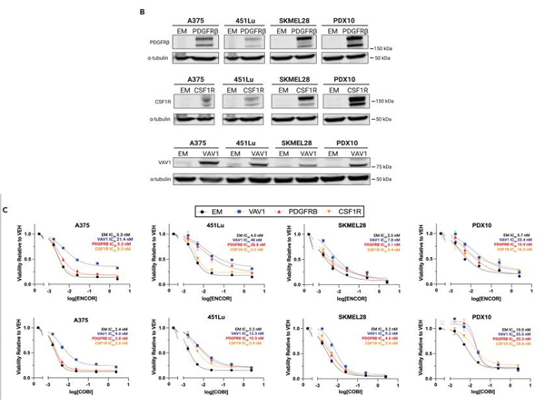 Western Blot using 451Lu