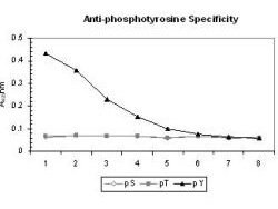 Anti-Phosphotyrosine Antibody - ELISA