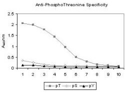 Anti-Phosphothreonine Antibody - ELISA