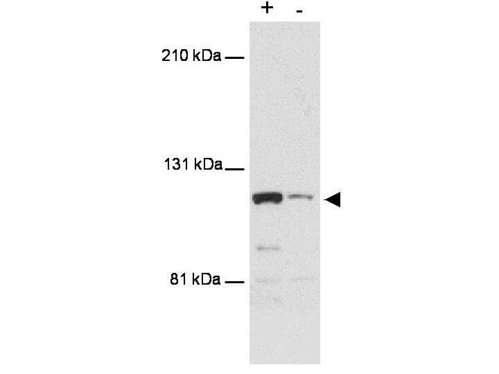 Anti-MTBP Antibody - Western Blot