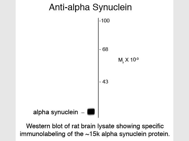 Western Blot of Anti-alpha Synuclein (Mouse) Antibody - 500-301-E56