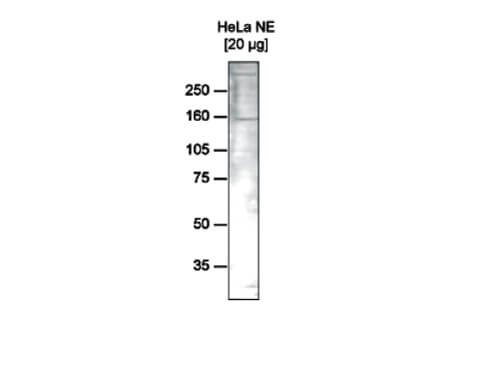 Western Blot of anti-hRSF1 antibody