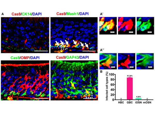 Immunofluorescence using Cas9