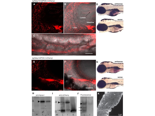 Immunofluorescence using APOA1