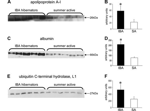 Western Blot using APOA1