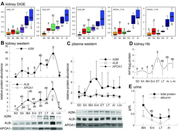 Western Blot using APOA1