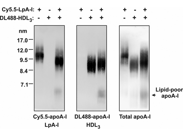 Western Blot using APOA1