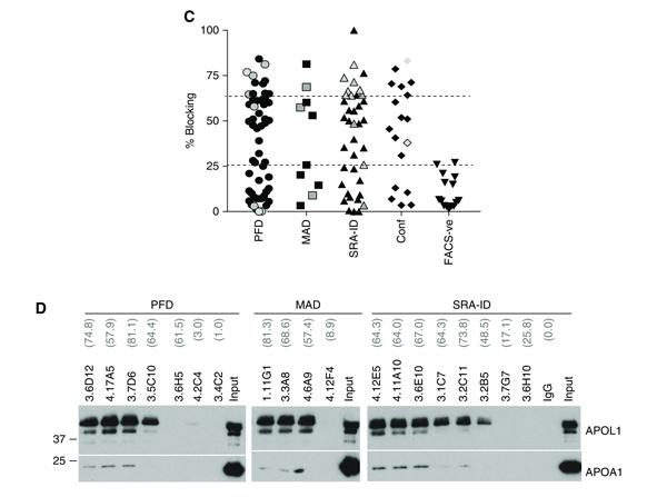 Western Blot using APOA1