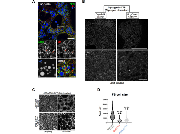 Immunofluorescence using APOB