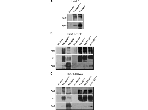 Western Blot using APOB