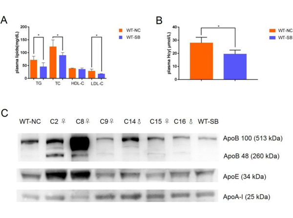 Western Blot using APOB