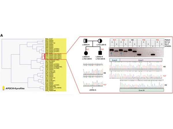 Western Blot using APOC III