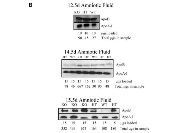 Western Blot using APOA1