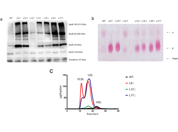 Western Blot using APOE