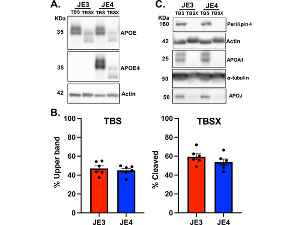 Western Blot using APOJ