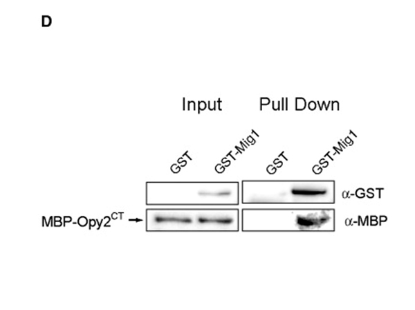 Pull-down assay using GST
