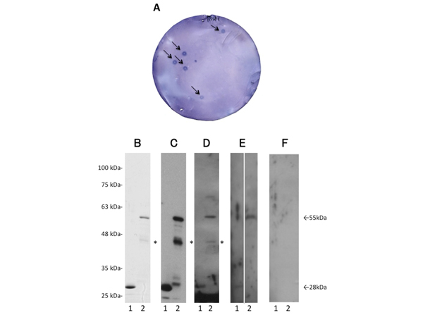 Western Blot using GST