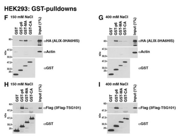 Pull-down assay using GST