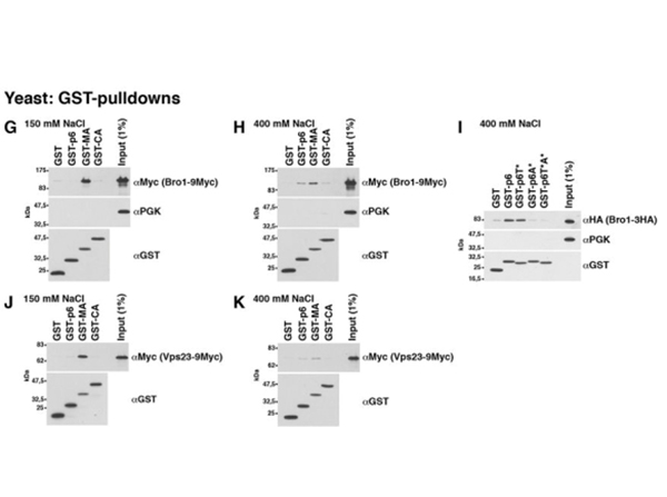 Pull-down assay using GST
