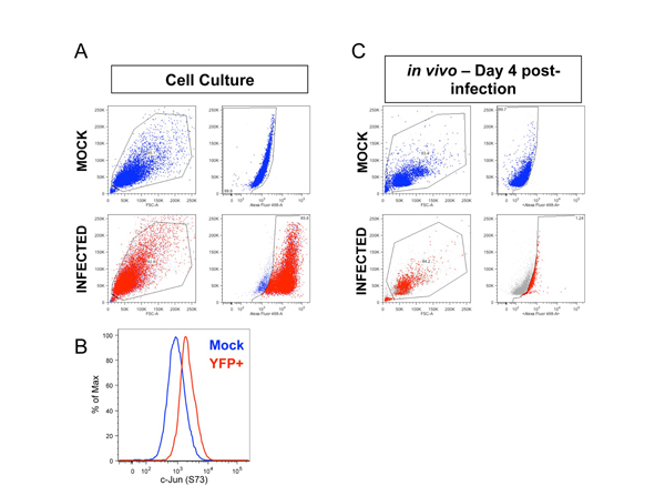 Flow Cytometry using GFP