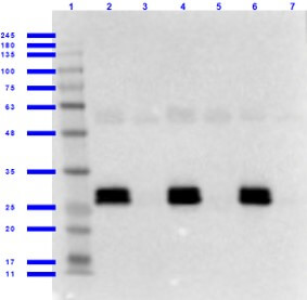 Western Blot of Goat anti-GFP Antibody with Serums