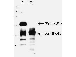 Anti-p33 ING1 Antibody - Western Blot