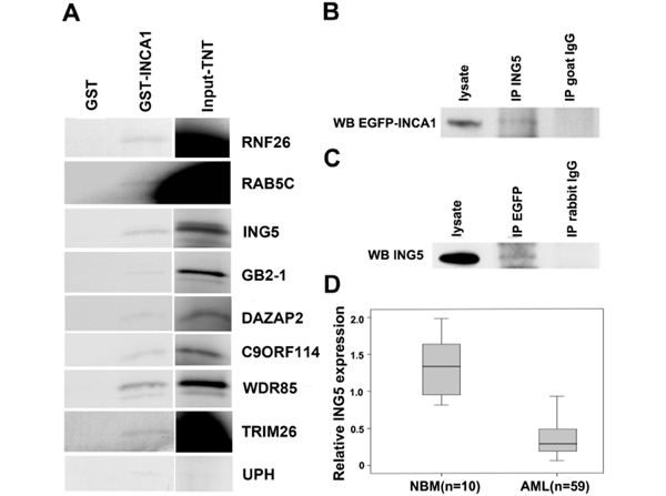 Western Blot using p28 ING5