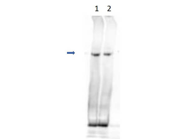 Anti-IDN3 Antibody - Western Blot