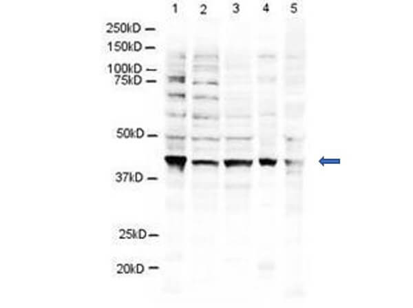 Anti-RING1B Antibody - Western Blot